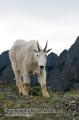 _IGP6603 mountain goat staredown